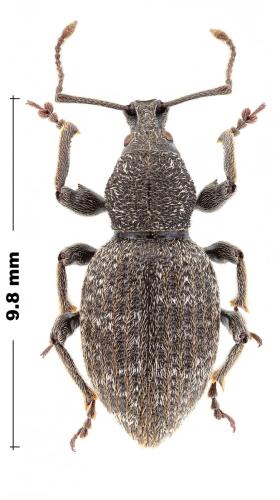 Otiorhynchus scopularis